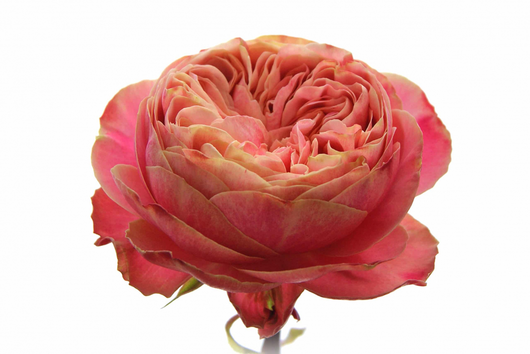Rose-Gross.jpg