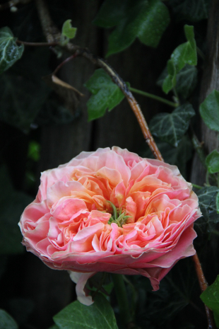 Rose Kensington Gardens