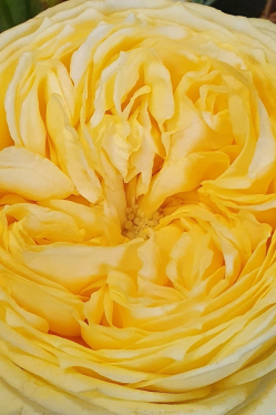 Rose-gelb.jpg
