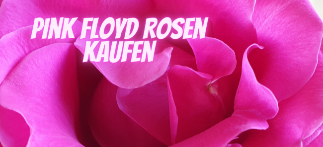 Rosen Aktion Pink Floyd - Blumen Flora-Line