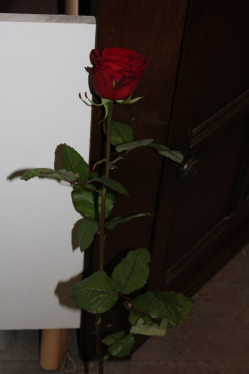 Red Naomii Rose rot (ausgeliefert in Grosshöchstetetn am 30. Dezember 2014)