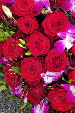 Rosen--ORchideen-Blumenherz.png