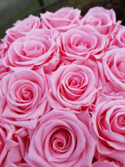 Rosen-Box-mit-stabilisierten-Rosen03.jpg