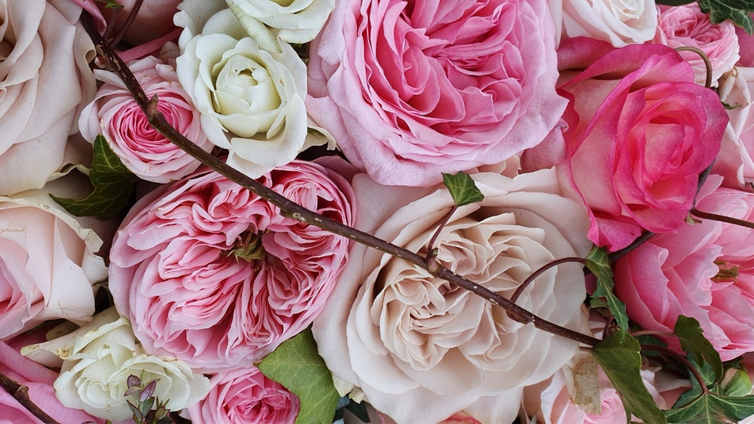 Rosen-rosa.jpg
