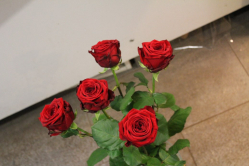 Rosen rot (ausgeliefert in Walkringen am 22. April 2015) 