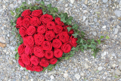 Rosenherz rot (ausgeliefert in Heimberg BE am 29. September 2015)