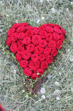 Rosenherz rot (abgeholt im Laden Am 13. Mai 2015)