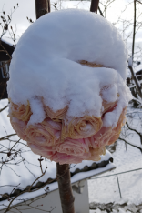 Rosenkugel-mit-Schnee-bedeckt.png