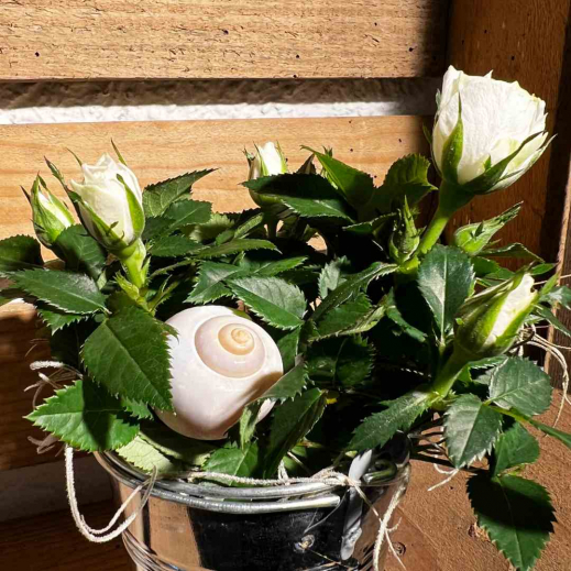 Rosenpflanze-weiss-in-Blechgefaess.jpg