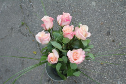 Rosenstrauss ANna Rosen (ausgeliefert in Zäziwil am 22. Mai 2015)