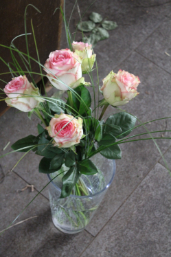 Rosenstrauss rosa (ausgeliefert am 25. Juni 2015 in Münsingen)