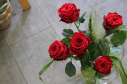 Rosenstrauss red Naomii Rosen (ausgeliefert in Boll am 14. Juni 2016)