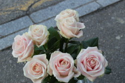 Rosenstrauss rosa (ausgeliefert in Signau am 4. April 2016)
