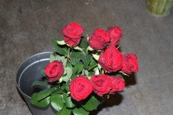 Rosenstrauss rot (ausgeliefert in Zäziwil am 7. Mai 2016)
