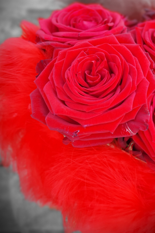 Rote-Rose-Valentinstag.png