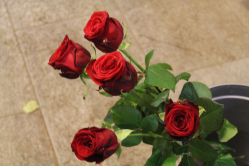 Rote Rosen (ausgeliefert in Bowil am 7. Mai 2016)