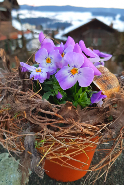 Schlichte-Deko-Idee-Fruehling-selber-machen-Low-Budget-Viola-Fruehlings-Deko.png