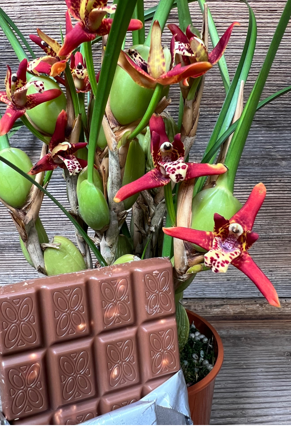 Schokoladen-Orchidee.png