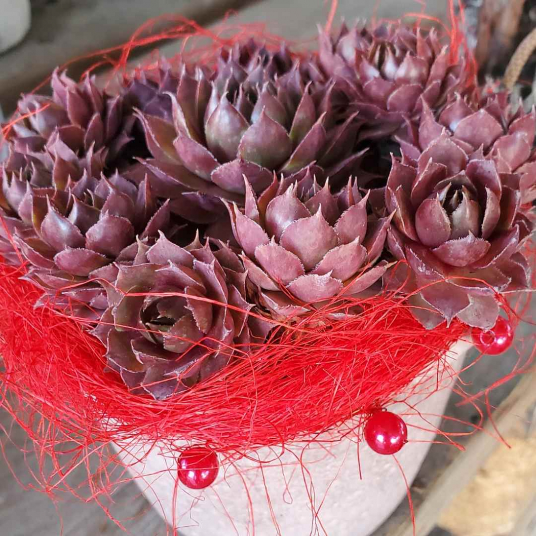 Sempervivum-rot.jpg