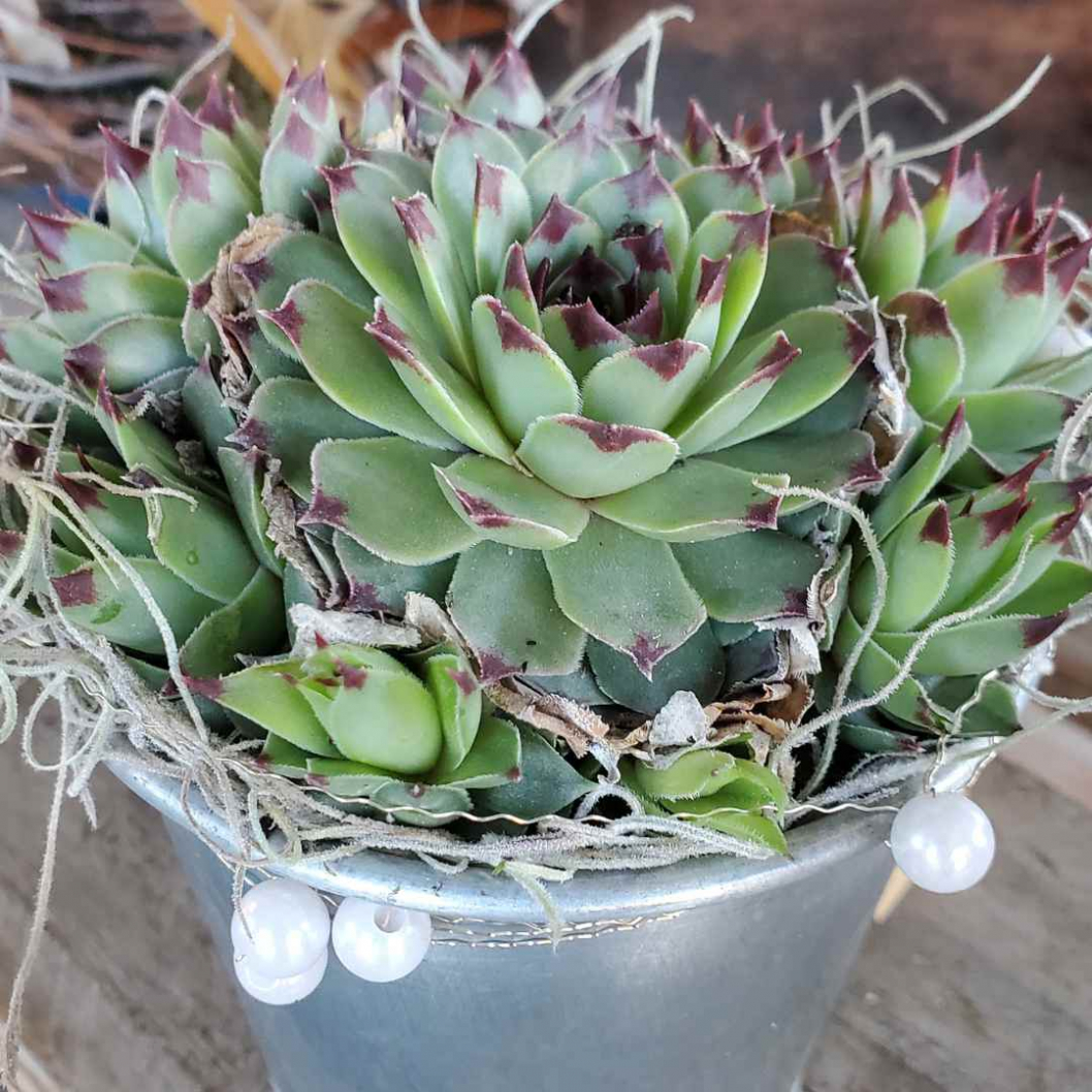 Sempervivum-weiss.jpg