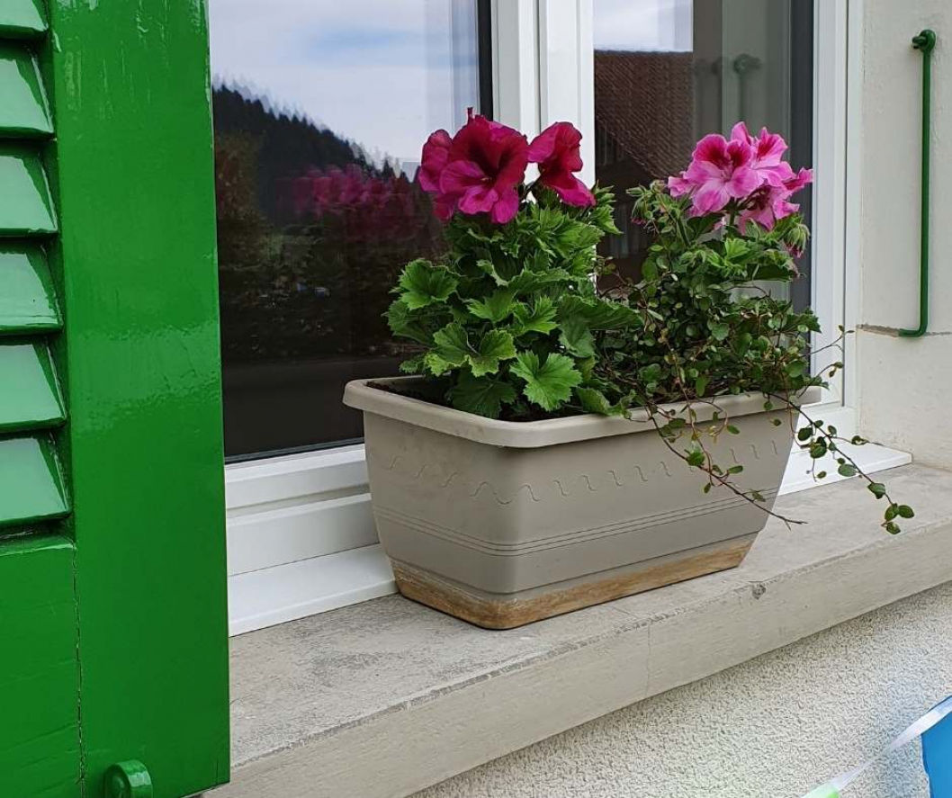 Sommer-Deko-Idee-Halbschatten-Geranium.jpg
