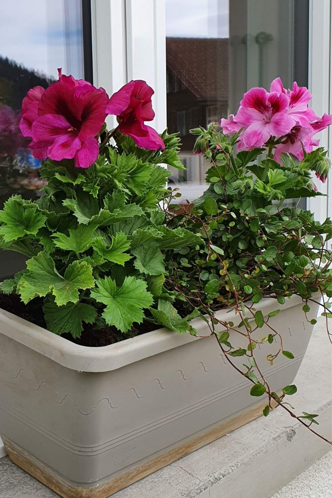 Sommer-Deko-PFlanzen-Halbschatten-DIY-Anleitung.jpg