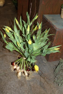 Strauss mit Tulpen inklusive der Zwiebeln (ausgeliefert in Biglen am 2. April 2015)