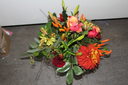Strauss orange (ausgeliefert in Bowil am 29. November 2012)