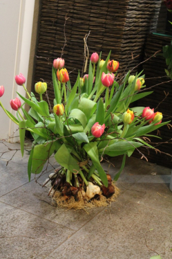 Strauss mit Tulpen inklusive den Zwiebeln (ausgeliefert  in Grosshöchstetten am 5. Februar 2015)