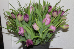 Tulpenstrauss rosa lila (ausgeliefert in Konolfingen am 24. Januar 2015)