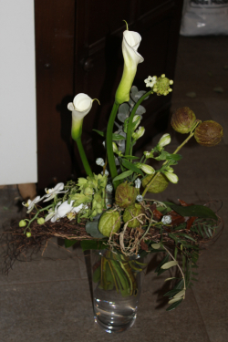 Callastrauss weiss (ausgeliefert in Schlosswil am 9. Januar 2015)