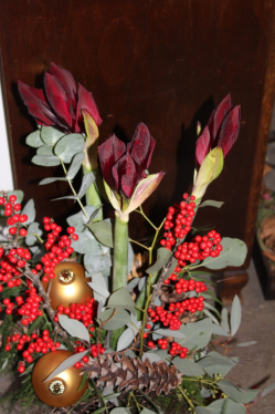 Amaryllisistrauss dunkelrot ( abgeholt im Laden am 12. Dezember 2013)