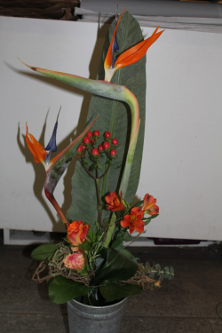 Strauss exotisch (ausgeliefert in Boll am 4. Mai 2013)