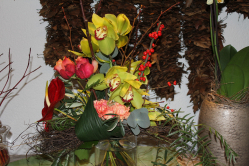 Strauss exotisch (ausgeliefert in Zäziwil am 12. Januar 2015)