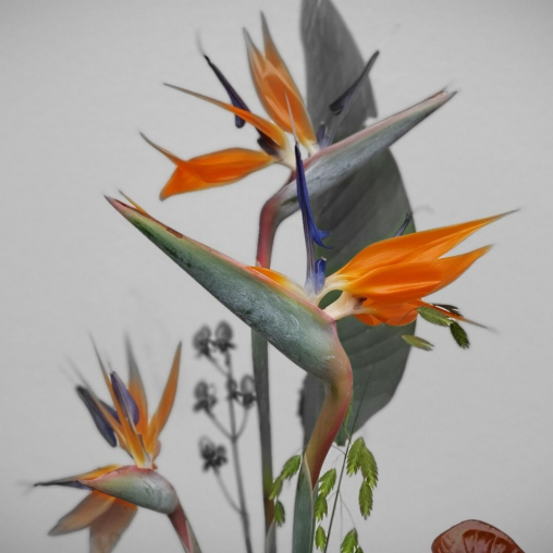 Strelizien-in-Blumenstrauss.jpg