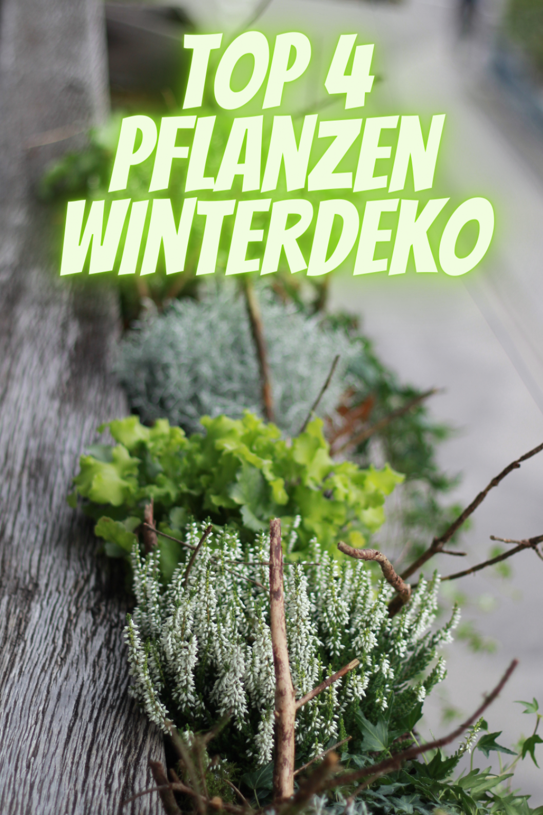 Top-4-Winterpflanzen-fuer-aussendeko-Idee-selber-machen.png