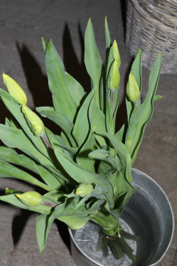 Tulpenstrauss gelb (ausgelifert am 19. April 2014 in Grosshöchstetten)