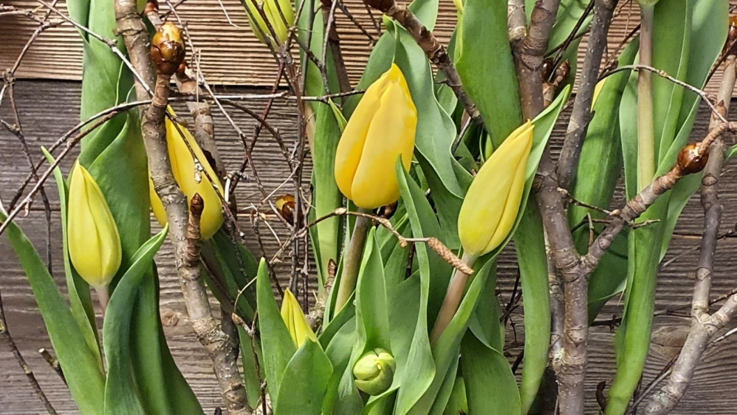 Tulpengesteck.jpg