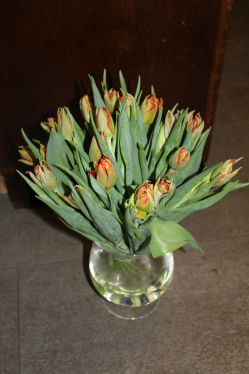 Tulpenstrauss rot (ausgeliefert am 29. Januar 2013 in Grosshöchstetten)