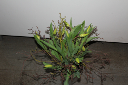Tulpenstrauss gelb (ausgeliefert am 26. Februar 2013 in Grosshöchstetten)
