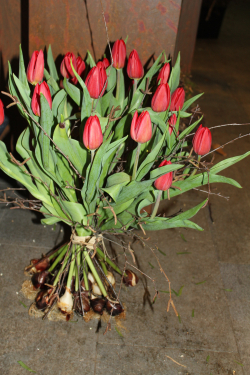 Tulpenstrauss inklusive den Zwiebeln (ausgeliefert in Wichtrach am 10. März 2014)