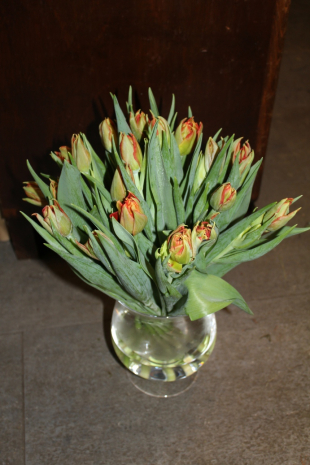 Tulpenstrauss rot 20 Stk Preis ohne Vase 40 Franken