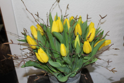 Strong gold Tulpenstrauss (ausgeliefert in Grosshöchstetten am 24. Januar 2015)