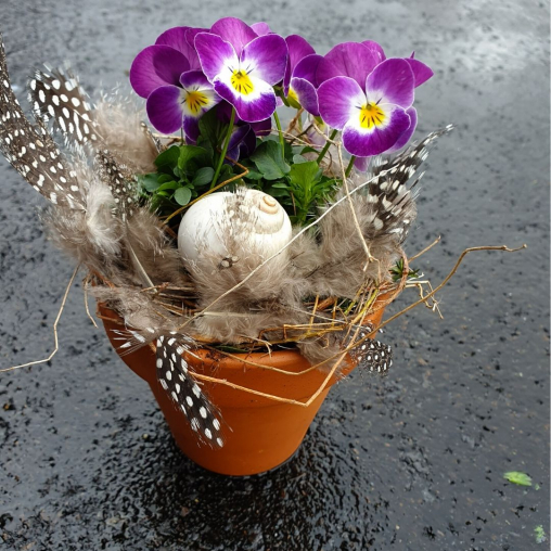 Viola-Cornuta-Fruehlingsdekoration.jpg
