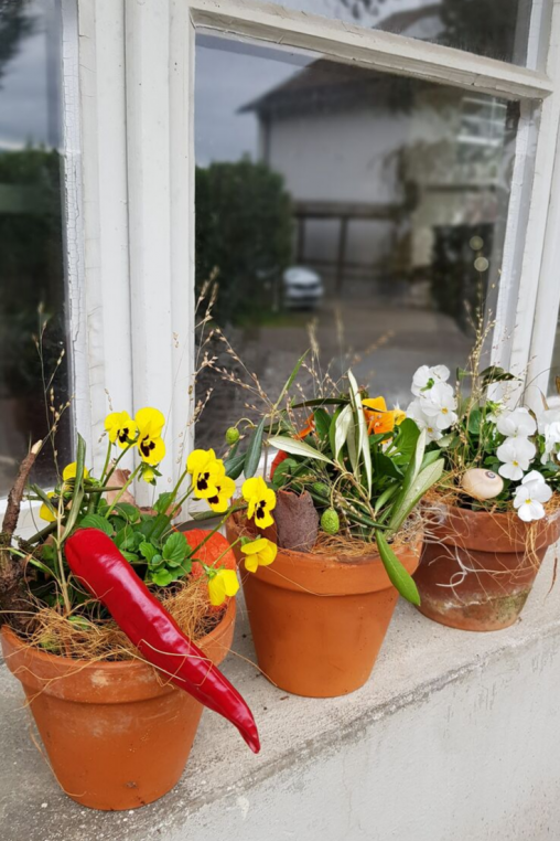 Viola-cornuta-Deko-Idee-Fensterbmit-Tongefaessen-Kostenguenstig-und-schnell-dekoriert.png
