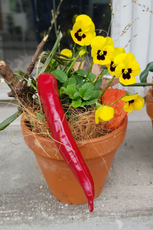 Viola-cornuta-Deko-Idee-Herbst-Herbst-inspiration-fuer-draussen-Deko-Deko-Idee-in-Gelb-DIY-Anleitung.png