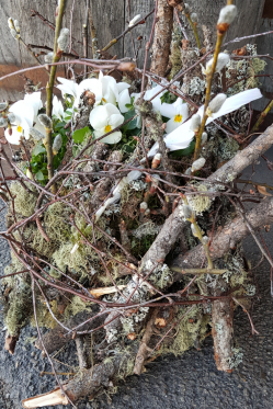 Viola-cornuta-weiss-1.png