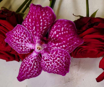 Wanda-orchidee-pink-Akzent.jpg