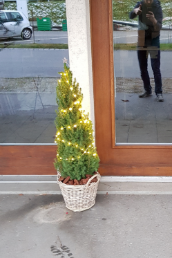 Weihnachtsbaum-im-Topf-Weihnachtsdeko-Idee-Diy.png