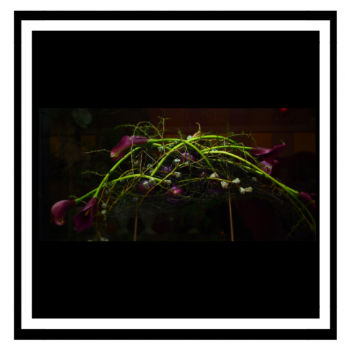 Weihnachtsdekoration-calla-Blueten-violett.png